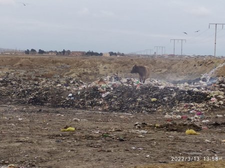 Qaradağ rayonunda belə problemlərə niyə axı son qoyulmur?-Sakinlər narazılıq edir